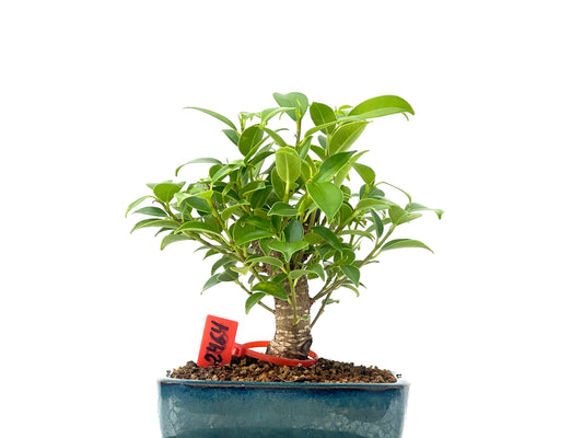 Ficus Tiger Bark 2464