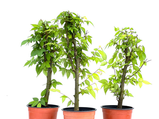 Zelkova Serrata 15 cm (aleatorio)