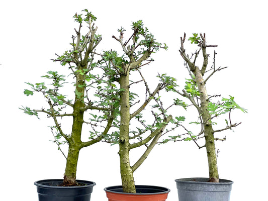 Crataegus Monogyna (aleatorio)