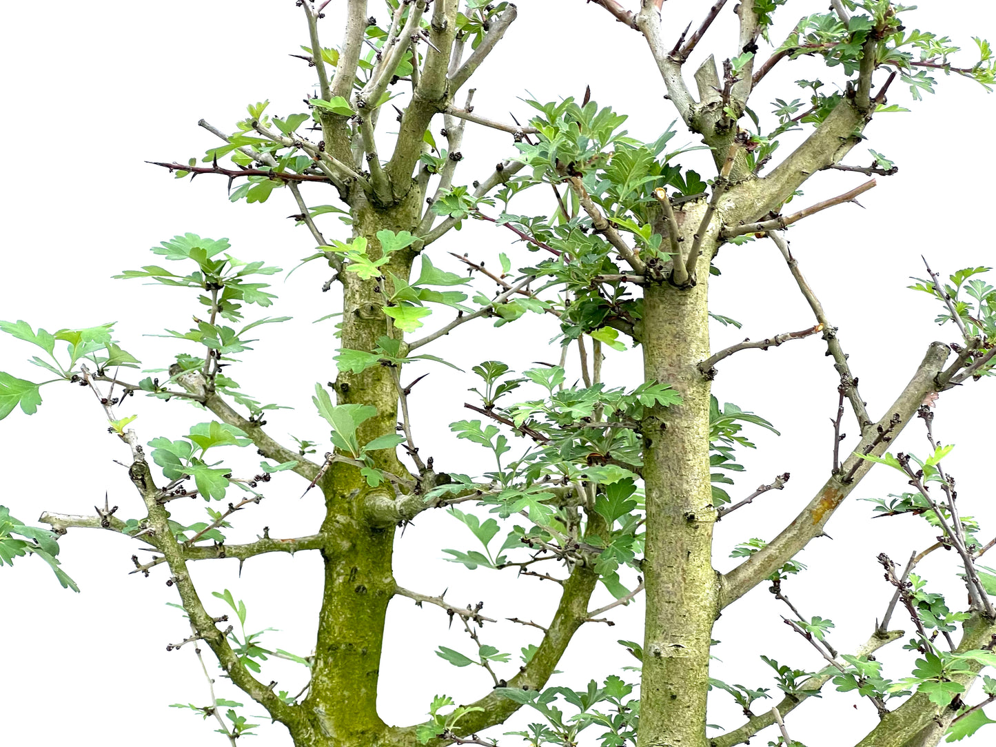 Crataegus Monogyna (aleatorio)