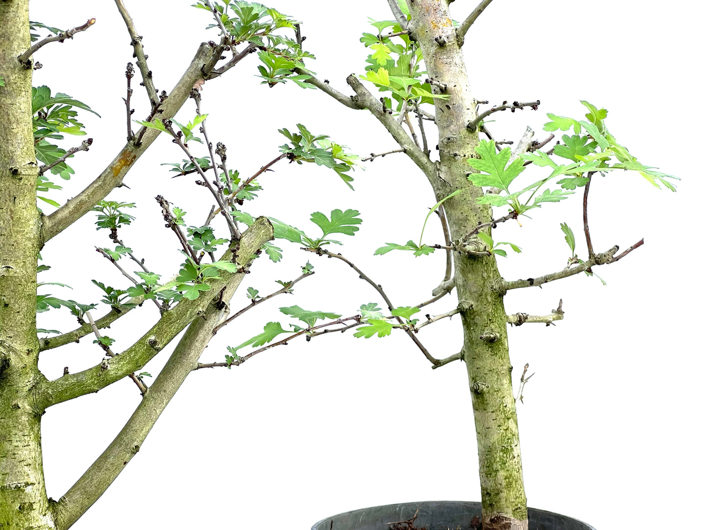 Crataegus Monogyna (aleatorio)