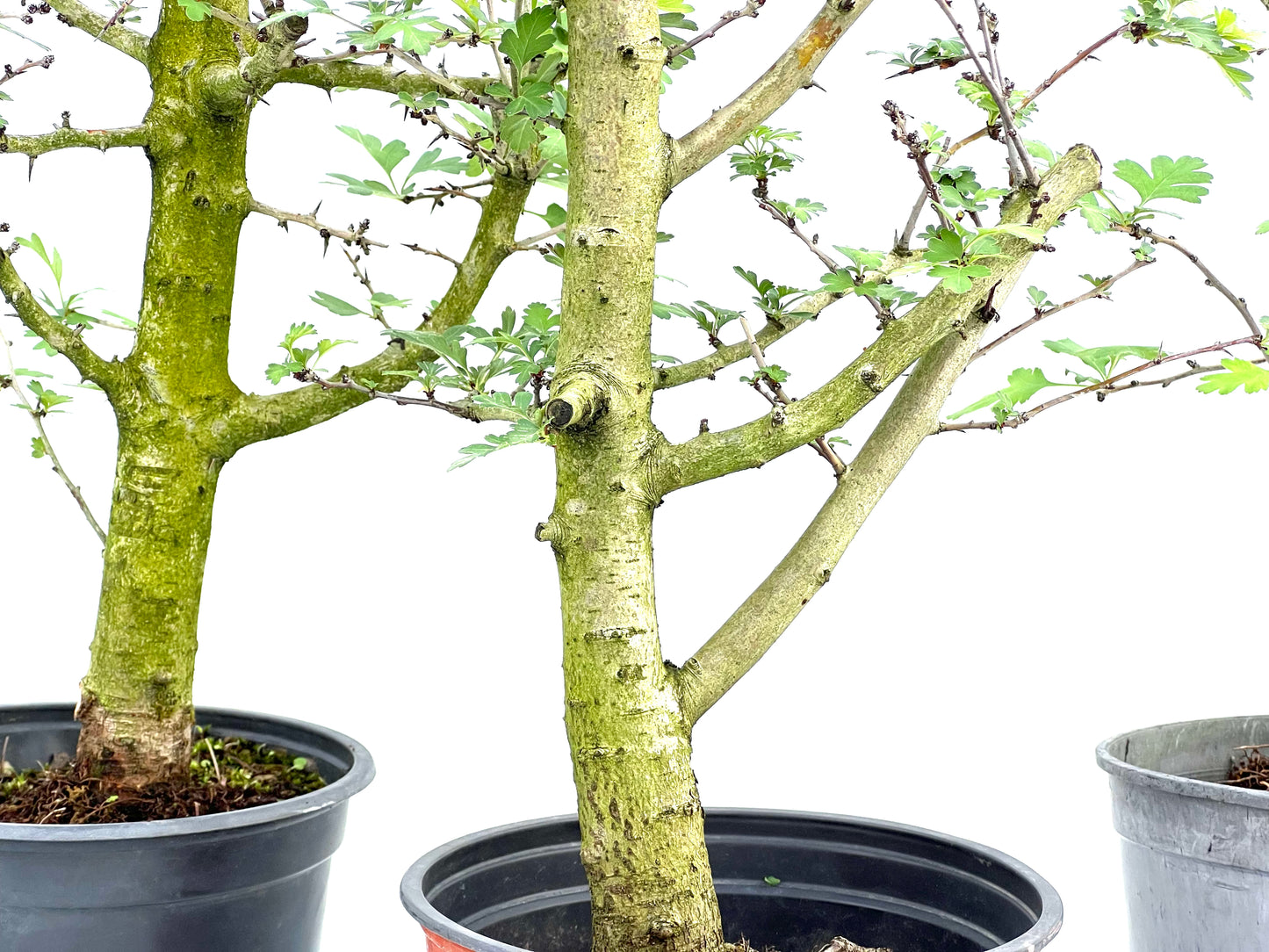 Crataegus Monogyna (aleatorio)