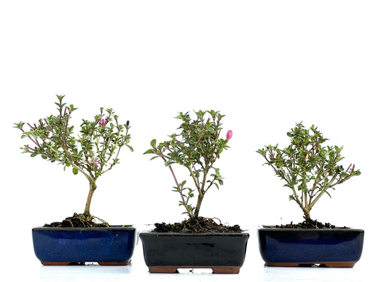 Serissa Japonica 10 cm (aleatorio)