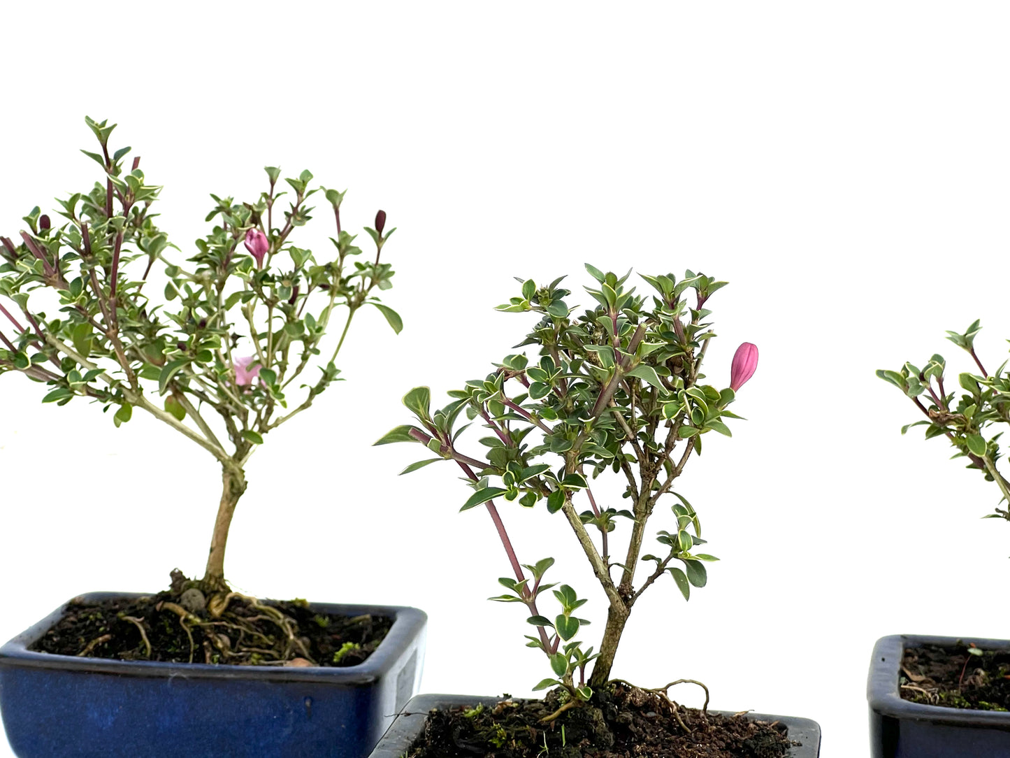 Serissa Japonica 10 cm (aleatorio)