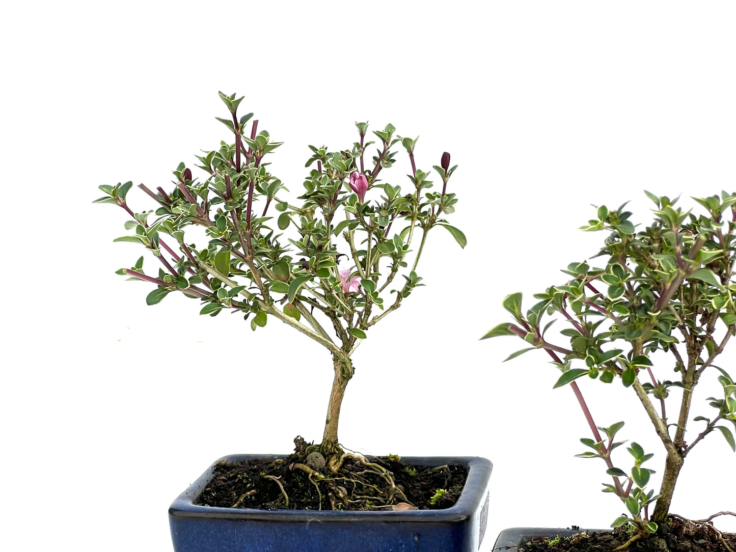Serissa Japonica 10 cm (aleatorio)
