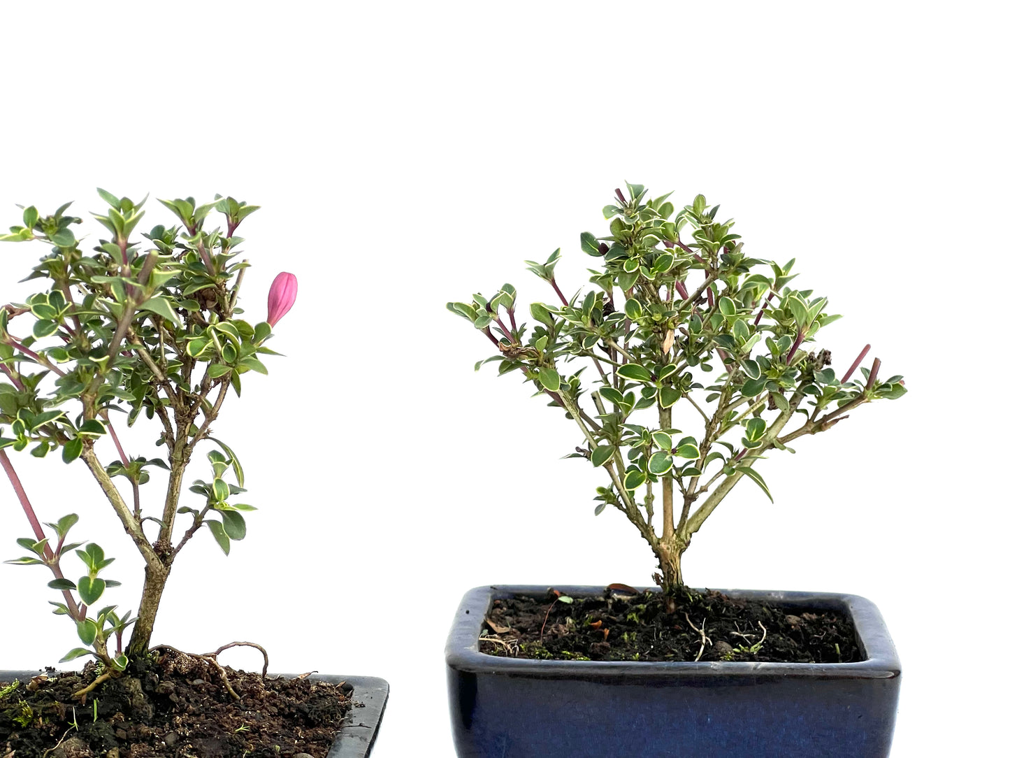 Serissa Japonica 10 cm (aleatorio)