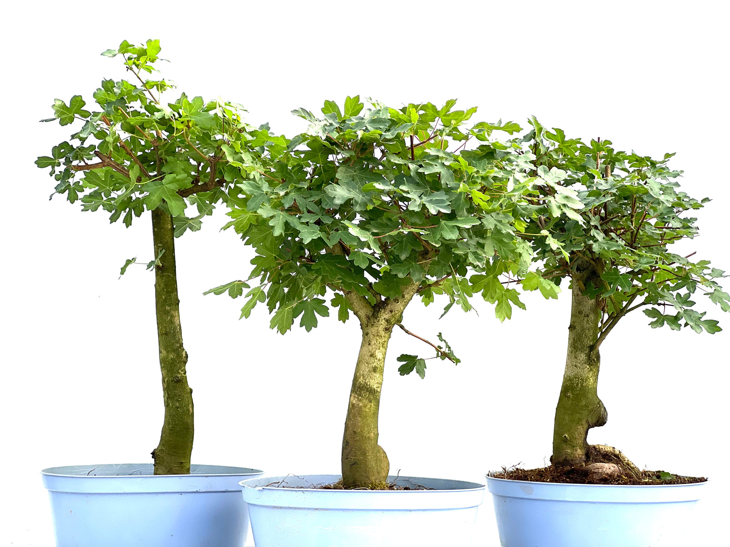 Acer Campestris 22 cm (aleatorio)