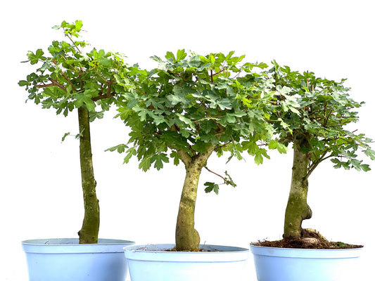 Acer Campestris 22 cm (aleatorio)