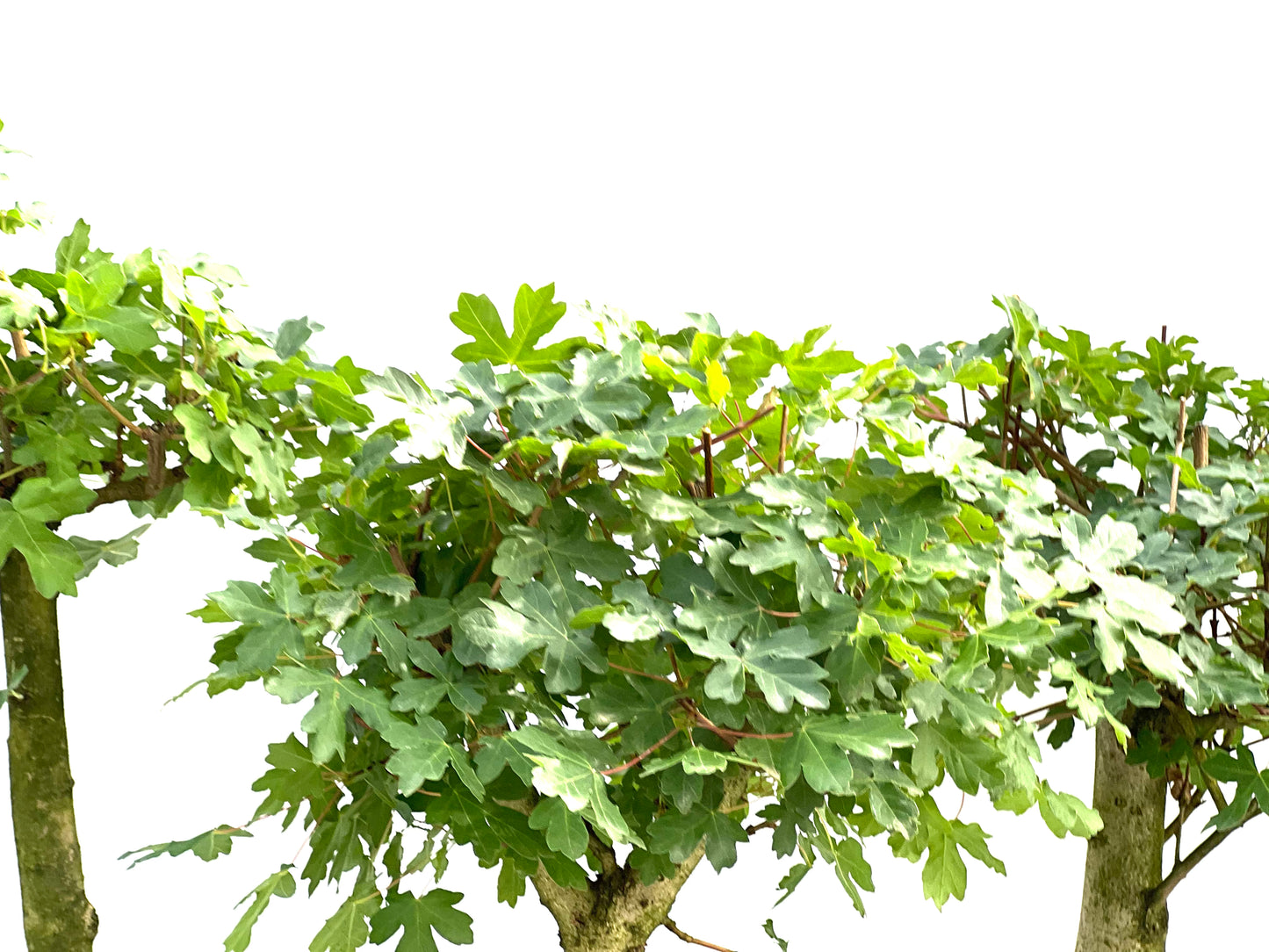 Acer Campestris 22 cm (aleatorio)