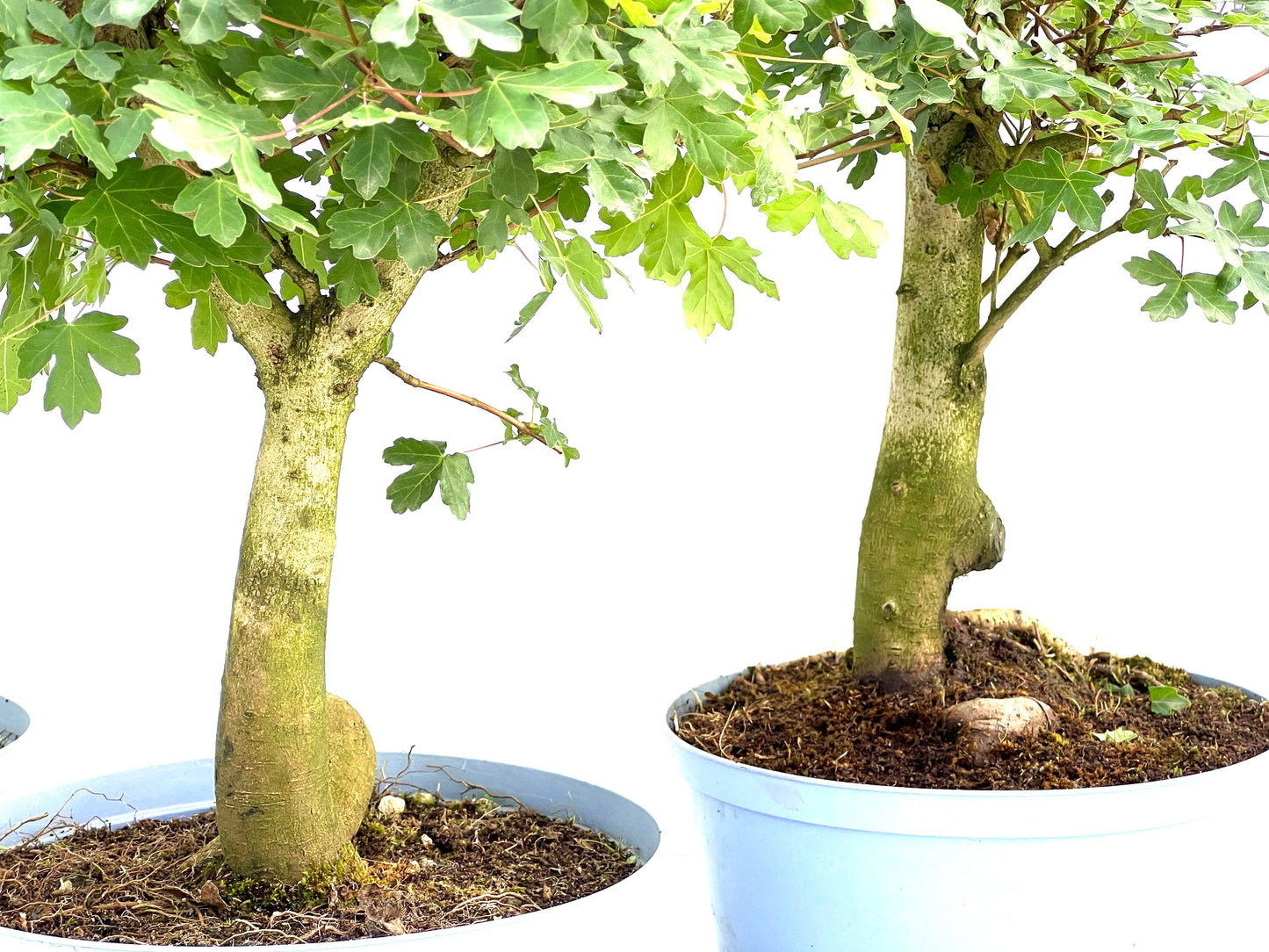 Acer Campestris 22 cm (aleatorio)