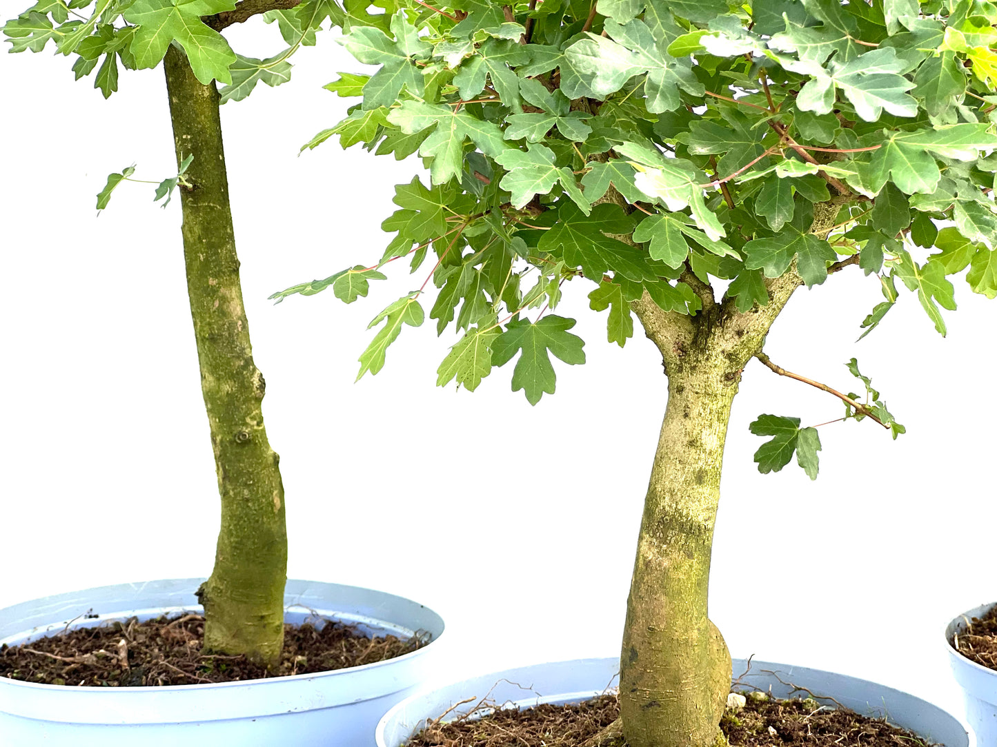 Acer Campestris 22 cm (aleatorio)