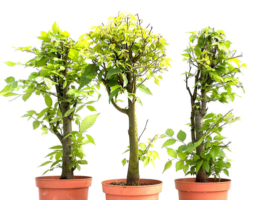 Zelkova Serrata 17 cm (aleatorio)