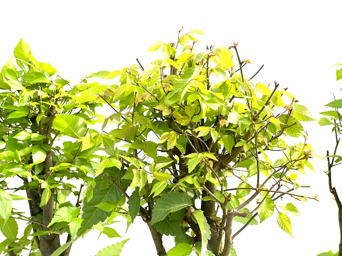 Zelkova Serrata 17 cm (aleatorio)