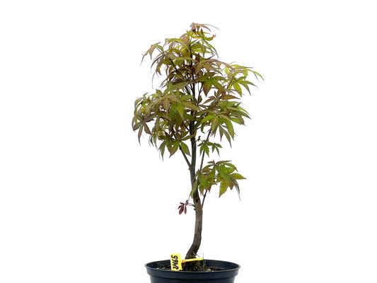 Arce Palmatum Atropurpureum 2465