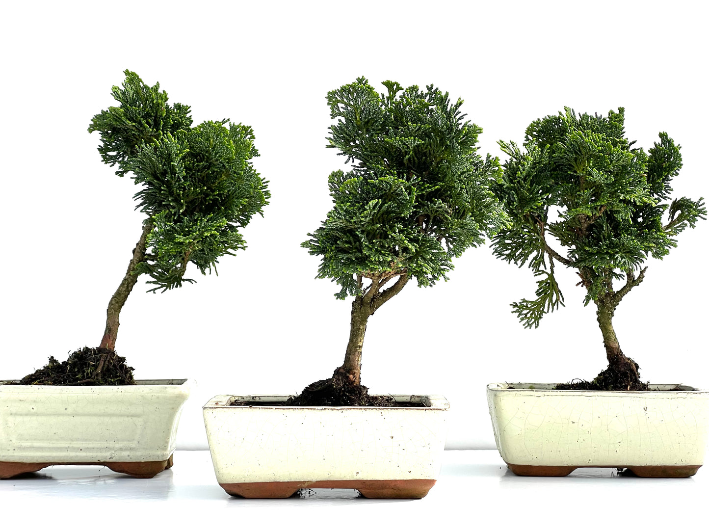 Chamaecyparis Obtusa Nana 15 cm (aleatorio)