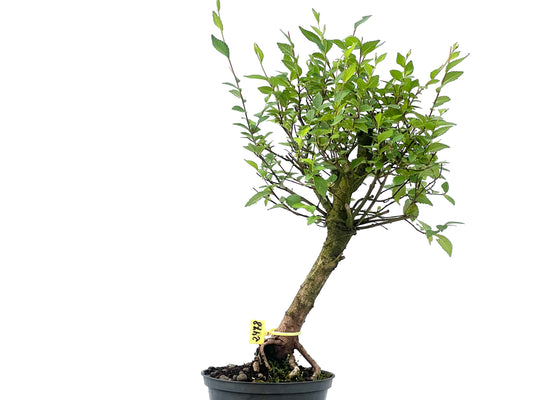 Olmo Minor 2478