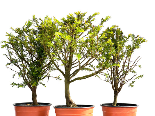 Taxus Baccata 15 cm (aleatorio)