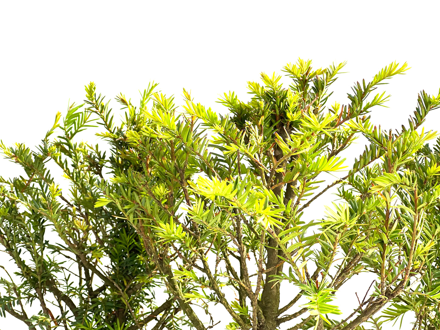 Taxus Baccata 15 cm (aleatorio)