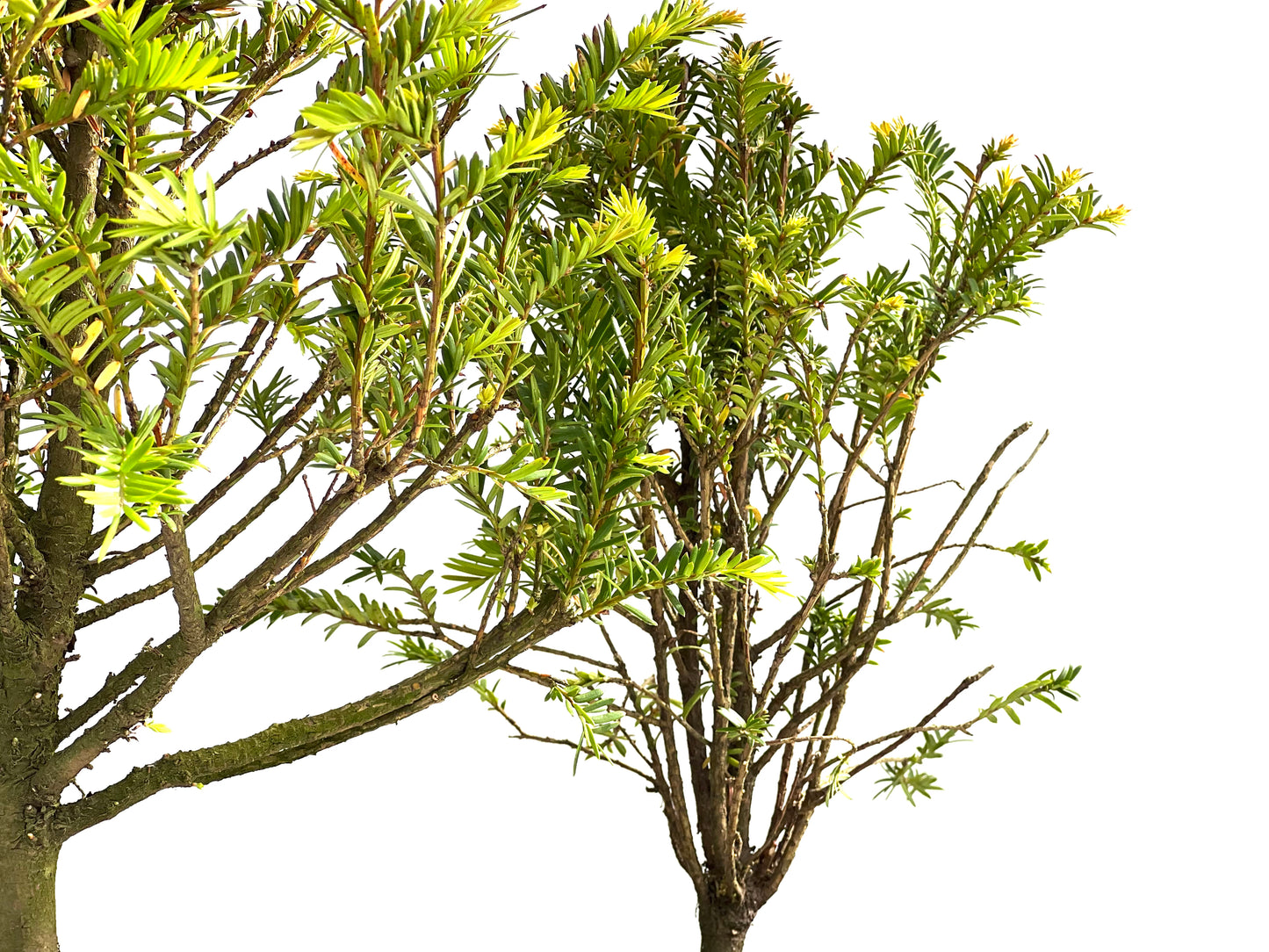 Taxus Baccata 15 cm (aleatorio)