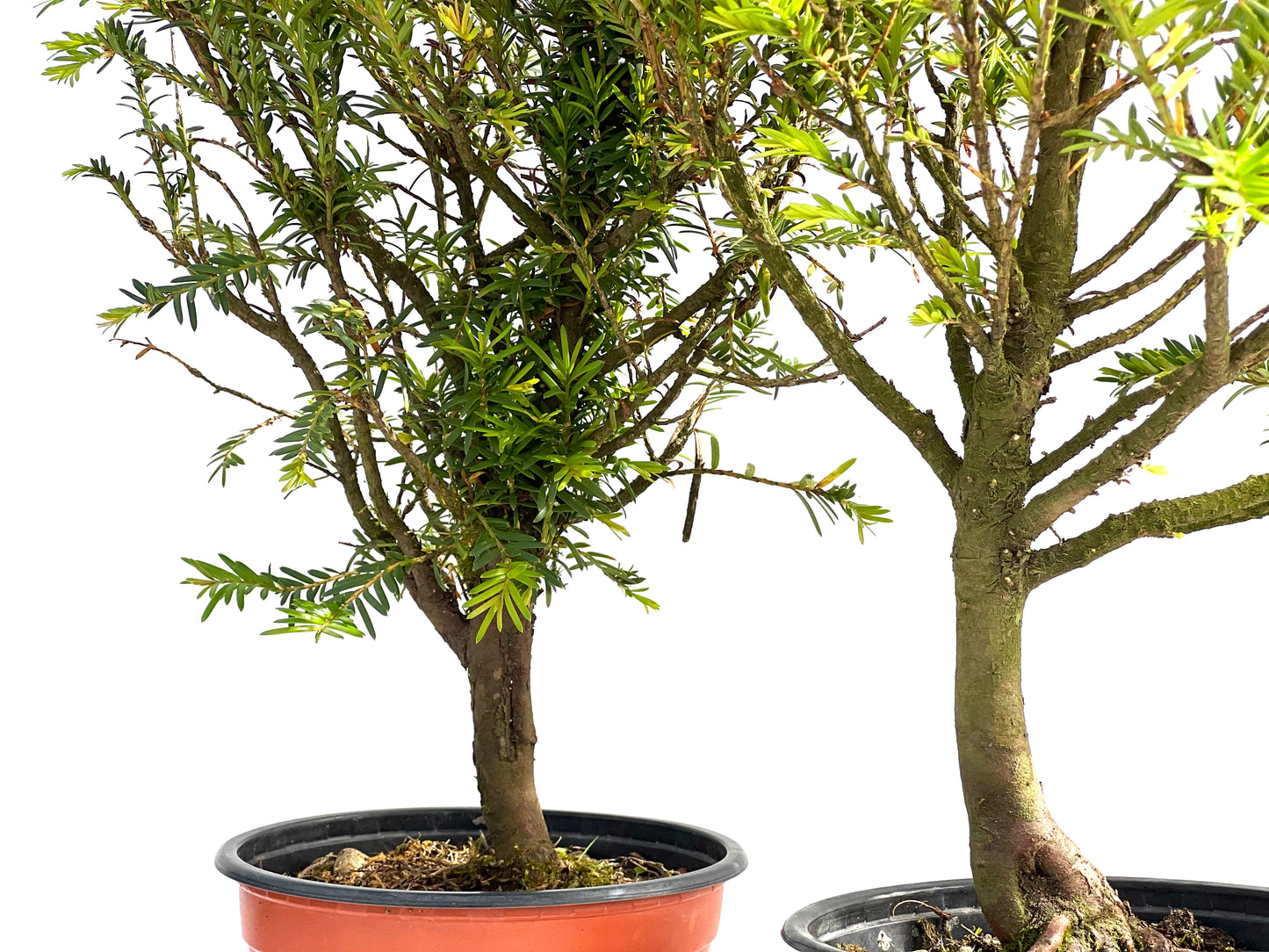 Taxus Baccata 15 cm (aleatorio)