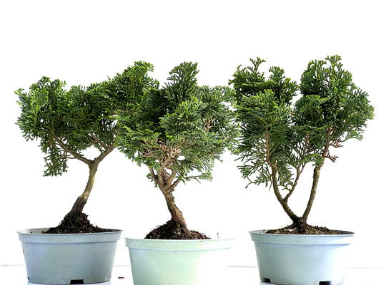 Chamaecyparis Obtusa Nana 14 cm (aleatorio)
