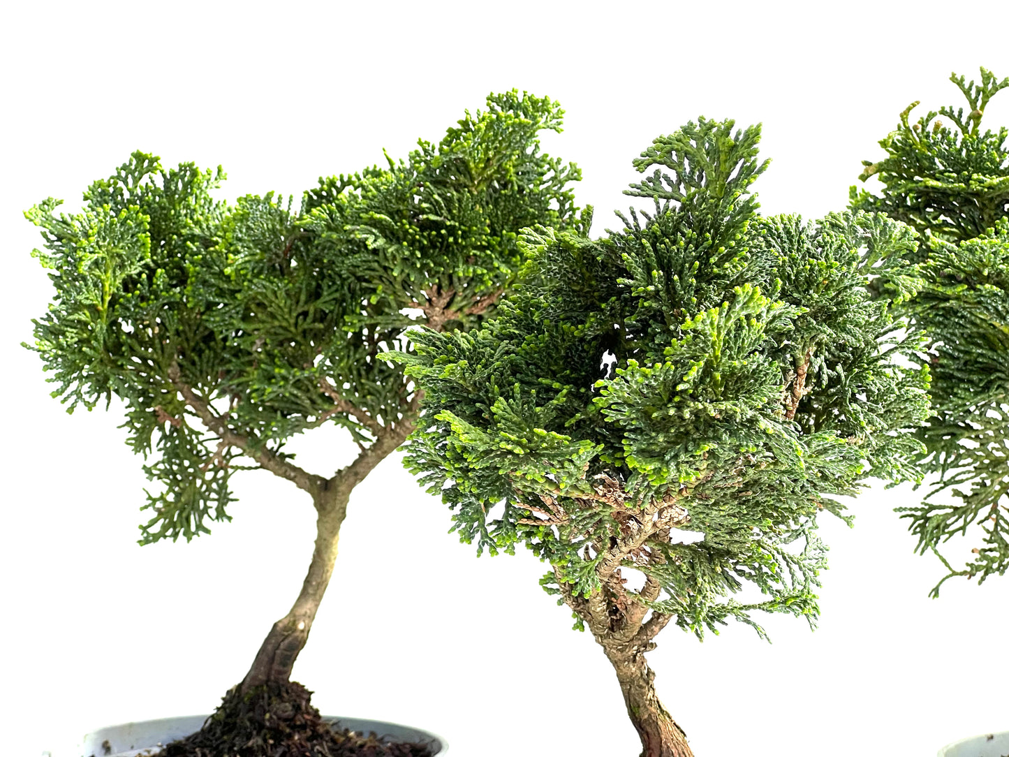 Chamaecyparis Obtusa Nana 14 cm (aleatorio)