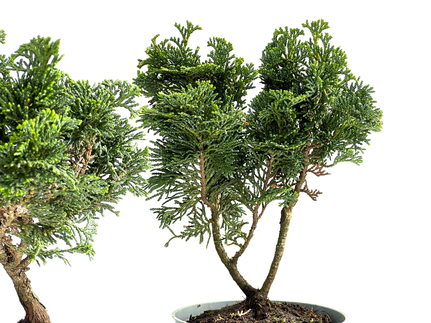 Chamaecyparis Obtusa Nana 14 cm (aleatorio)
