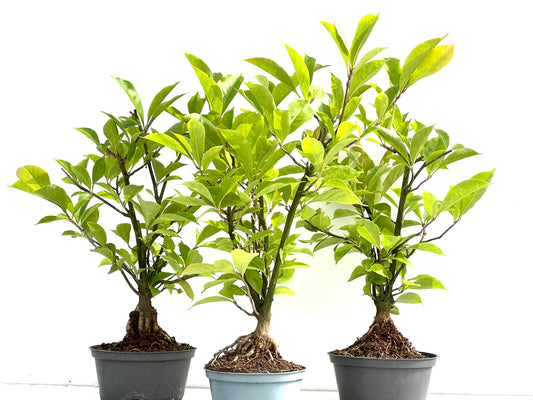 Magnolio 15 cm (aleatorio)