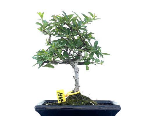 Pyracantha Angustifolia 2471