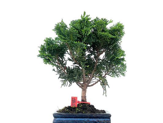 Chamaecyparis Obtusa Nana 2487
