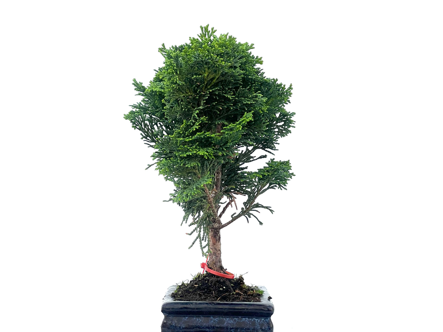 Chamaecyparis Obtusa Nana 2487