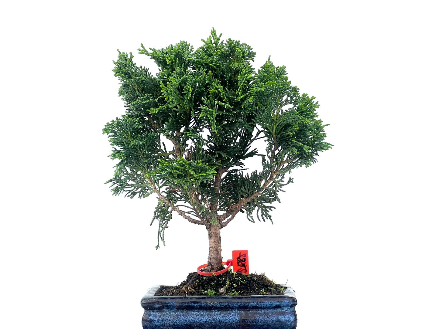 Chamaecyparis Obtusa Nana 2487