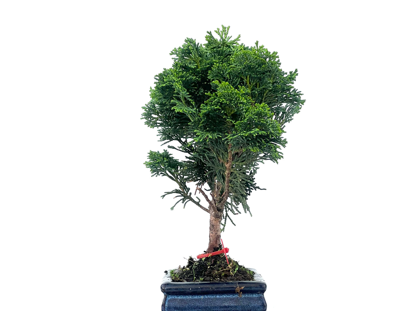 Chamaecyparis Obtusa Nana 2487