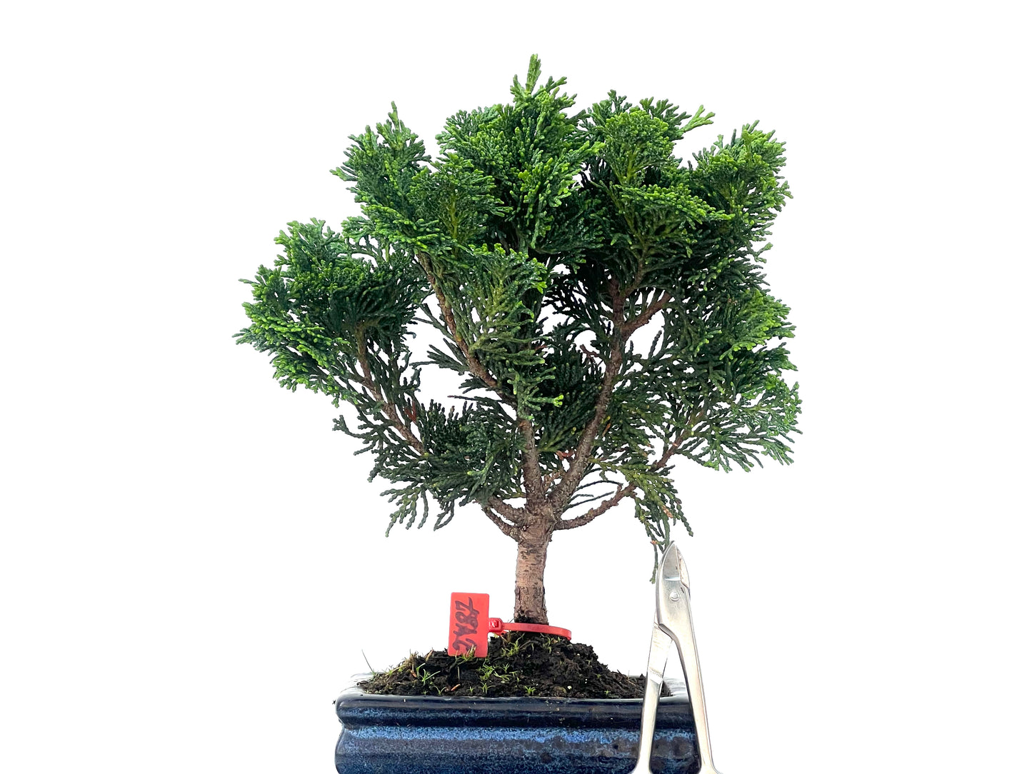 Chamaecyparis Obtusa Nana 2487