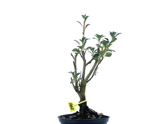Enkianthus Campanulatus 2491