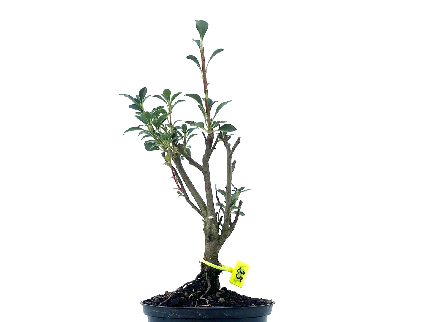 Enkianthus Campanulatus 2491