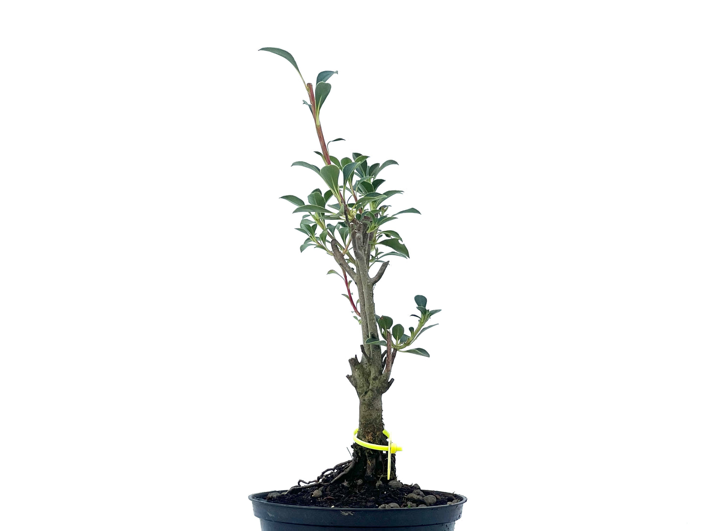 Enkianthus Campanulatus 2491