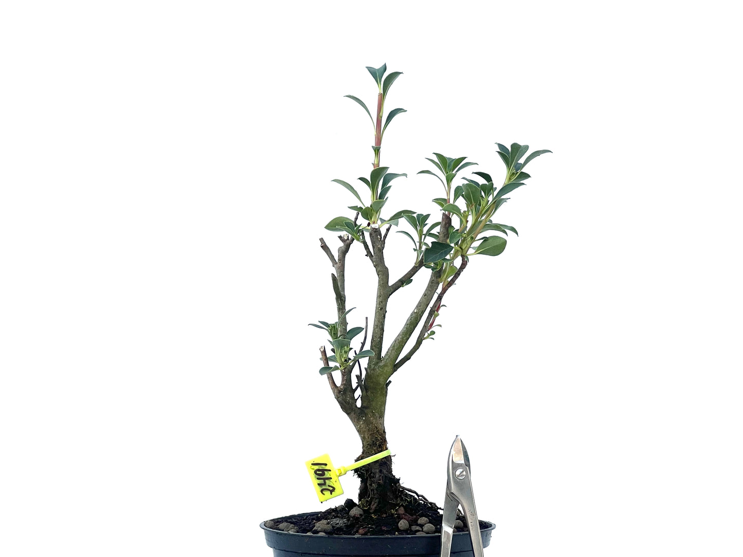 Enkianthus Campanulatus 2491