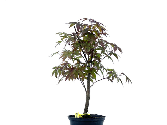 Arce Palmatum Atropurpureum 2472