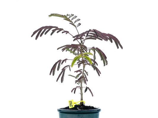 Acacia 2461