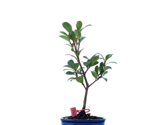 Camelia Sasanqua 2463