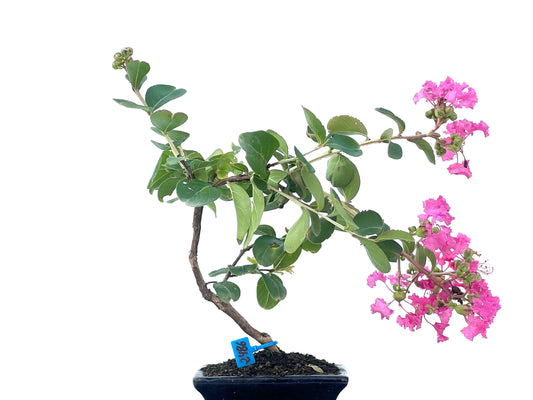 Lagerstroemia Indica 2486