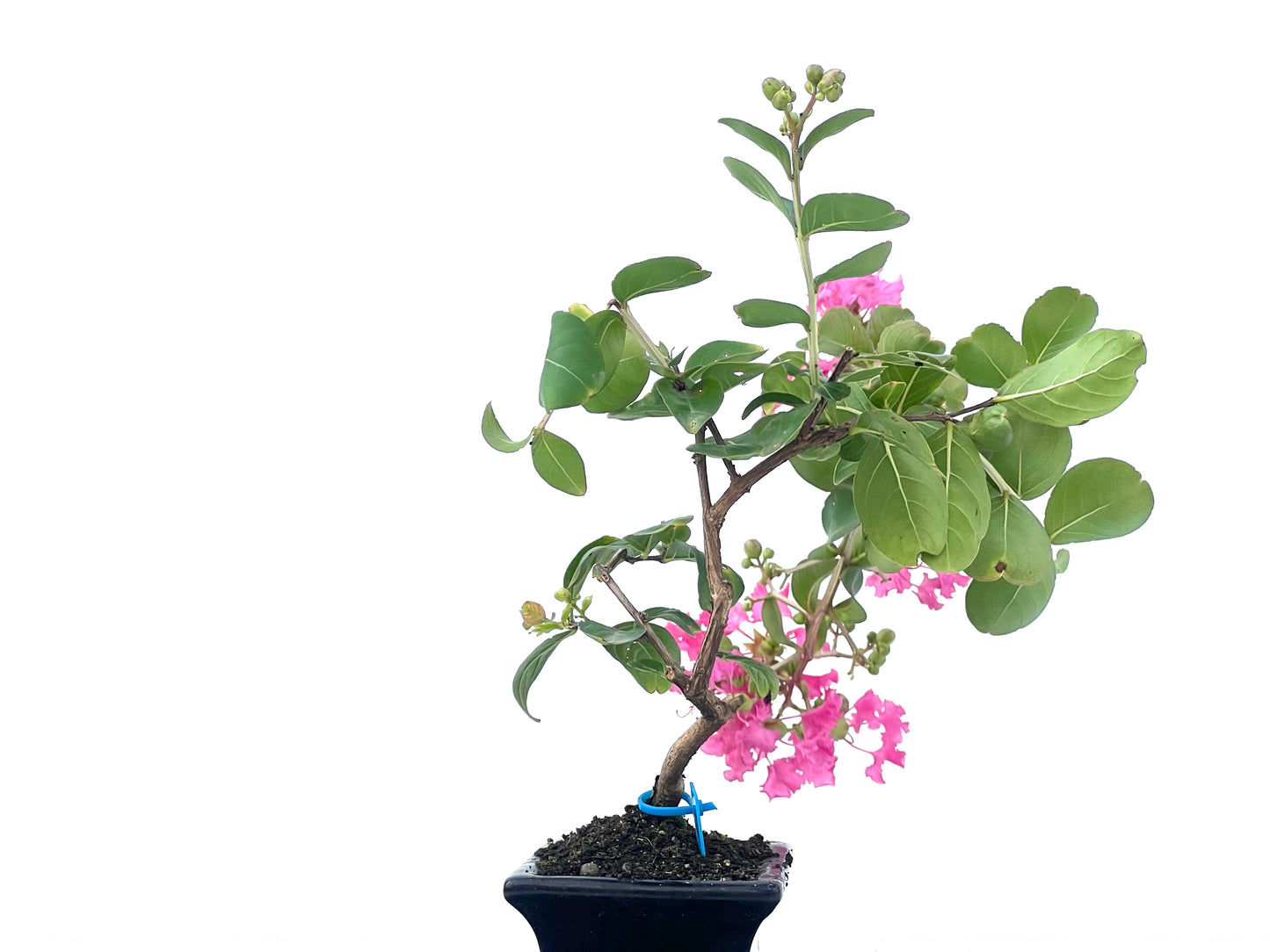 Lagerstroemia Indica 2486