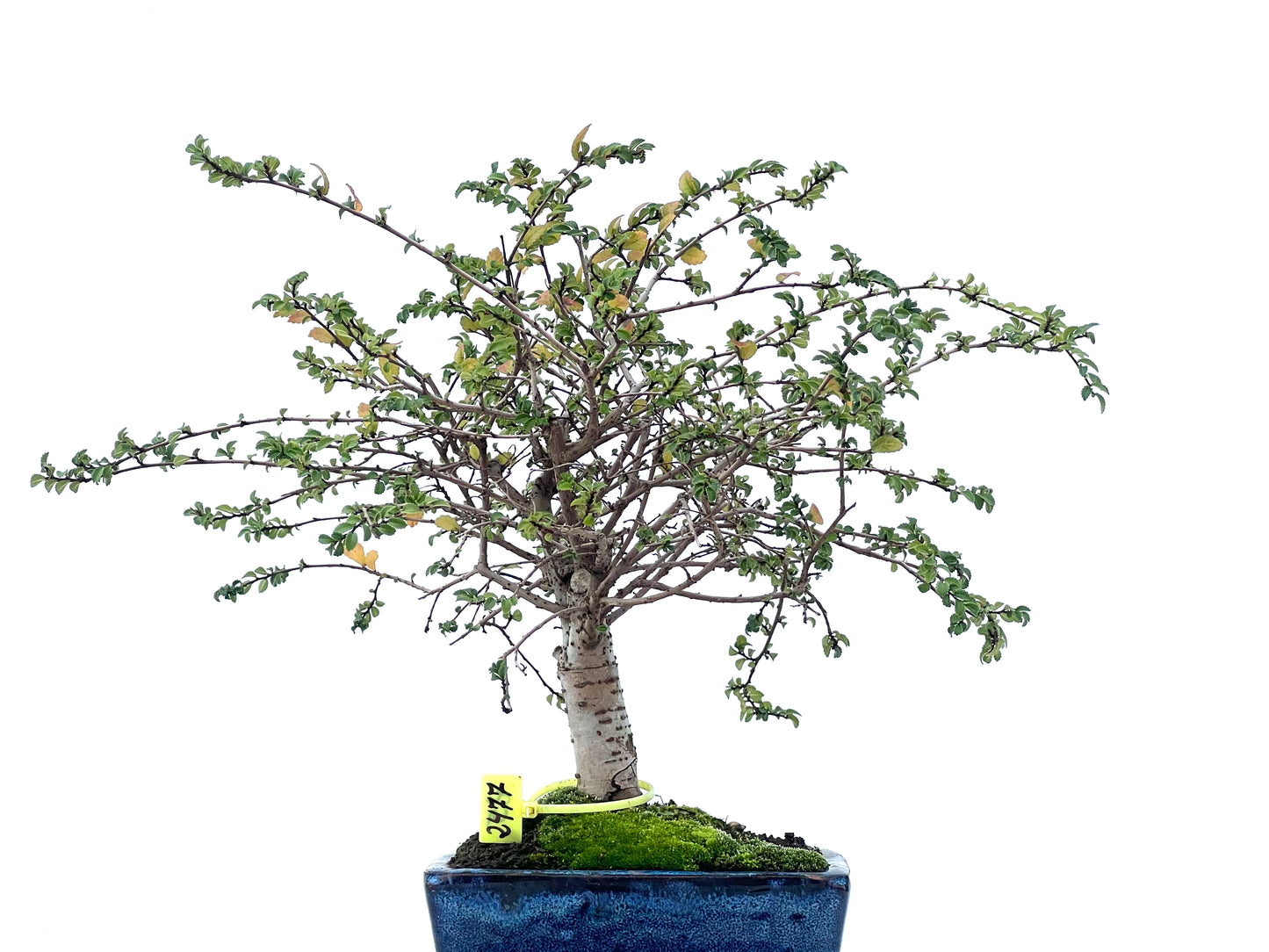 Ulmus Parvifolia 2477
