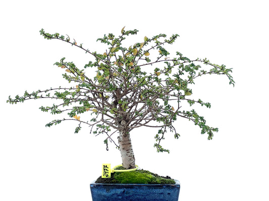 Ulmus Parvifolia 2477
