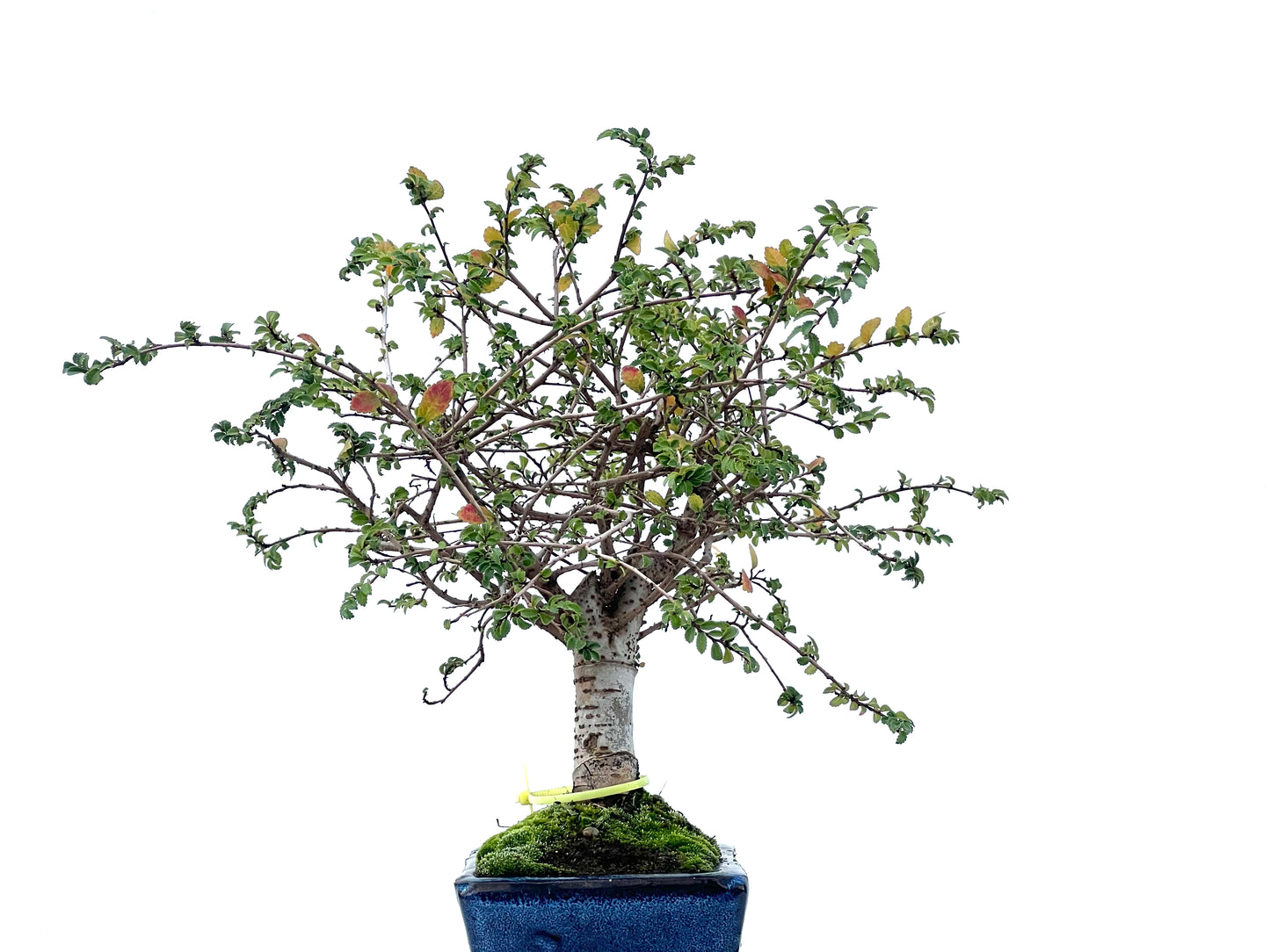 Ulmus Parvifolia 2477