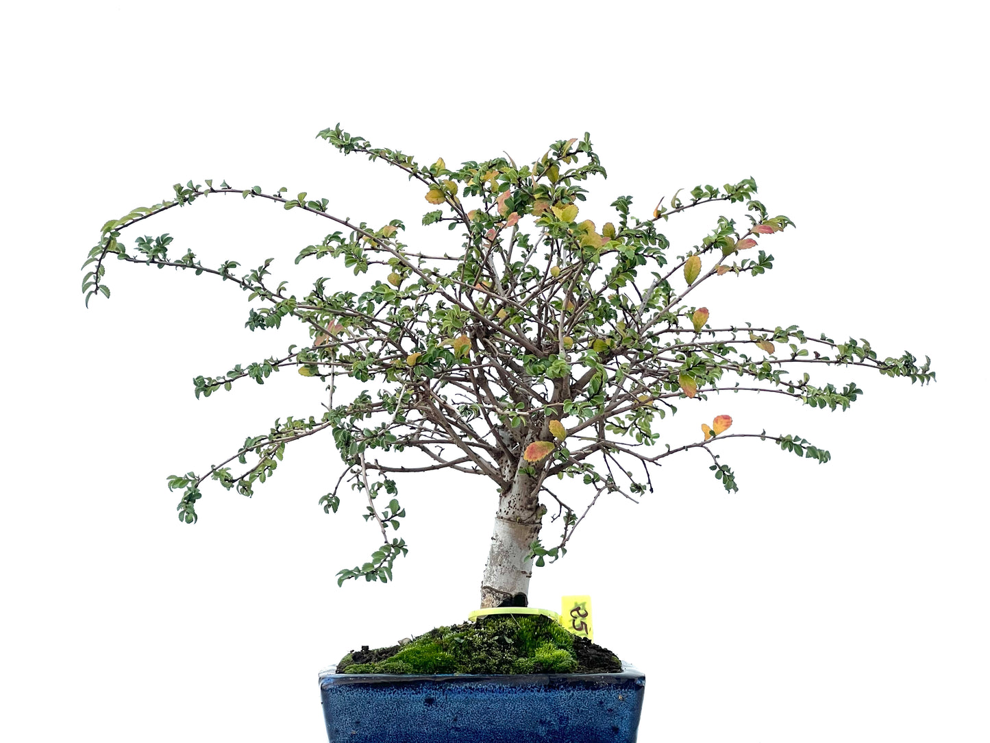 Ulmus Parvifolia 2477