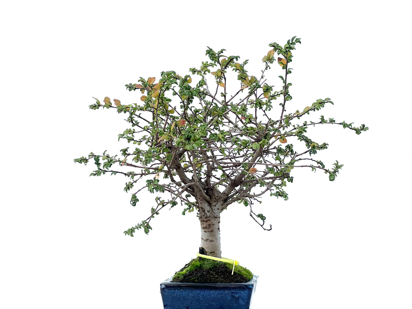 Ulmus Parvifolia 2477