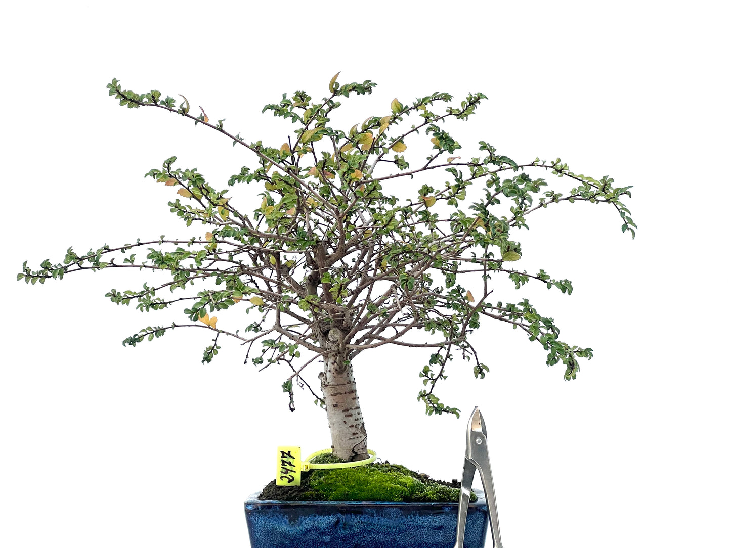 Ulmus Parvifolia 2477