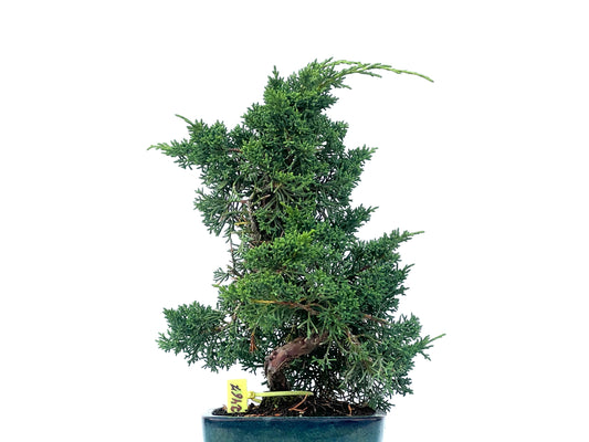 Juniperus Chinensis Kyshu 2467
